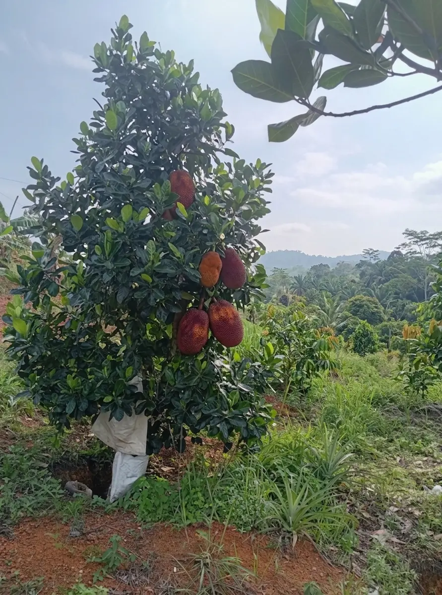 Nangka Merah