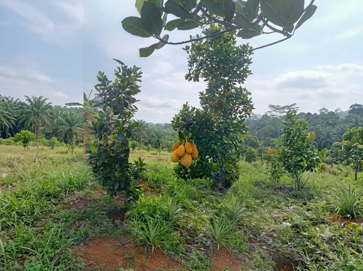 Nangka Madu