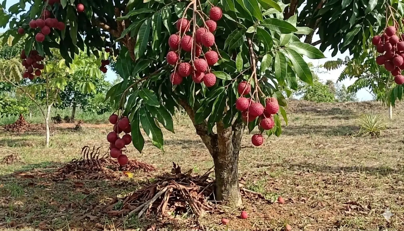 Kelengkeng Merah
