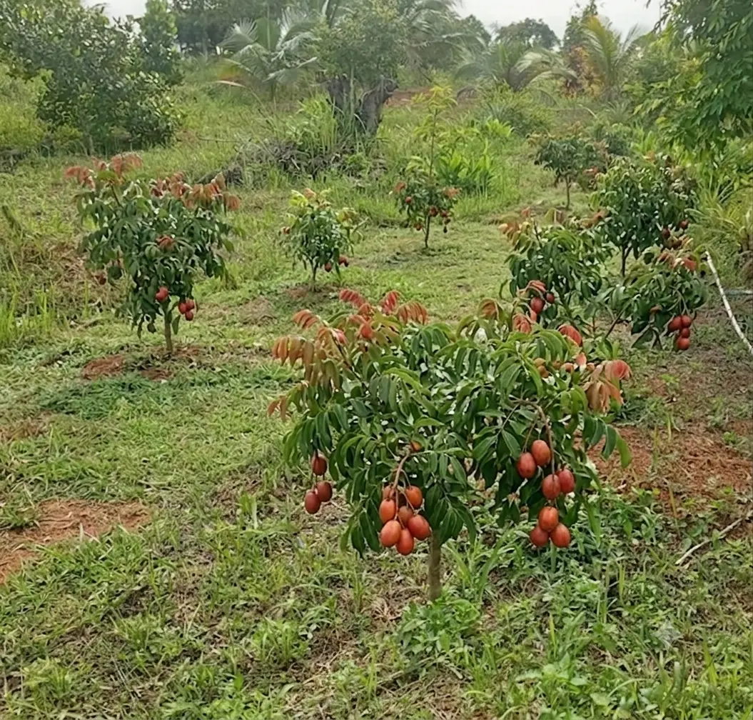 Kedondong Merah