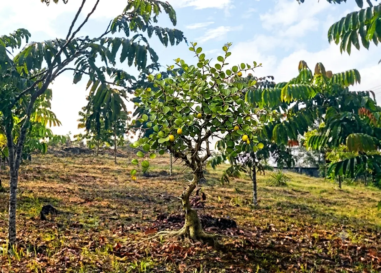 Bidara