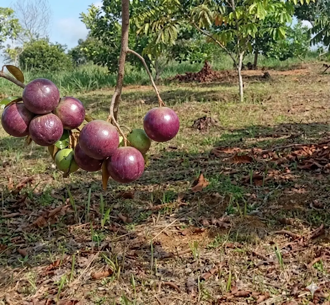 Kenitu